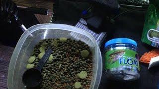 How and what I feed The Cichlid Show horde