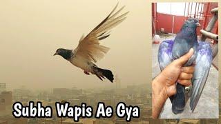 Smog Ma Subha Wapsi Sath Hara Pakra | Hashim Mahmood Pigeons