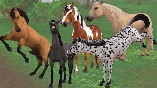 NEW Wild Mustang Horses in Star Stable