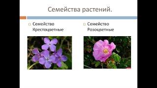 Класс Двудольные растения  Семейства Крестоцветные и Розоцветные.