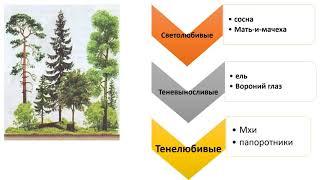 Как растения приспособлены к условиям жизни