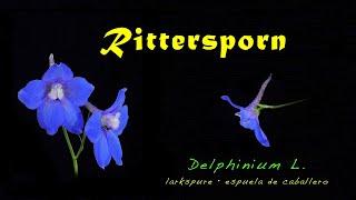 Rittersporn, Delphinium elatum  (4K, trilingual)