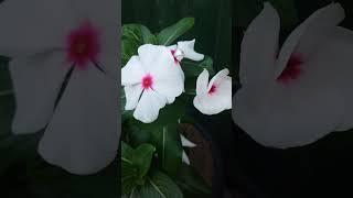 #flowers #shortfeed #gardening #trending #nature #plants #foryou #shorts #viralshorts