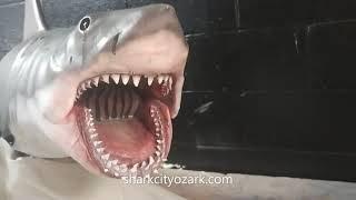 53" Master Bruce Shark Comparison Video
