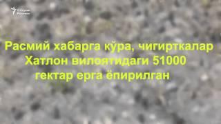 Очофатлар! Тожикистон жанубини чигиртка босди