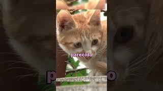 The Kitten on the Roof: A Story of Survival and Rescue #shorts #kittens #cute #animal #love