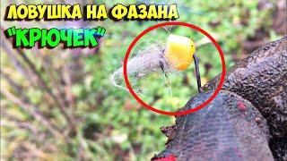 ЛОВУШКА на ФАЗАНА КРЮЧЕК!! СТАВИМ ЛОВУШКИ НА ФАЗАНОВ И КУРИПОК.