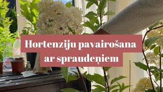 Hortenziju pavairošana ar spraudeņiem