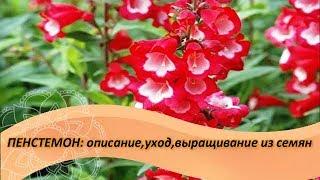 Пенстемон: описание,уход,выращивание из семян. Посадите в саду этот неприхотливый многолетник!