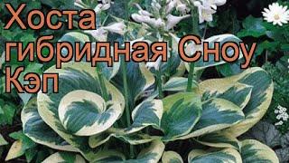 Хоста гибридная Сноу Кэп (hosta)  хоста Сноу Кэп обзор: как сажать рассада хосты Сноу Кэп