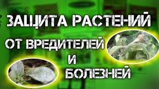 ЗАЩИТА растений от БОЛЕЗНЕЙ и ВРЕДИТЕЛЕЙ. препараты от насекомых вредителей и болезней растений.