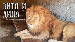 ️Лев ВИТЯ и львица ДИНА. НОВАЯ ВСТРЕЧА! Обзор фермы "ИШАЧОК". Life of lions