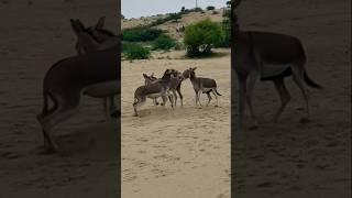 Donkey mating #shrots #funny