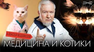 Алексей Водовозов. Медицина и котики