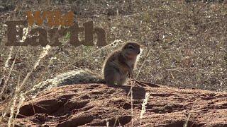 WildEarth - Sunrise - 28 June 2021