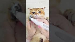 猫猫spa馆开业了！这位客官，进来放松放松？Kitty Spa & Massage 猫顿庄园CatAlley