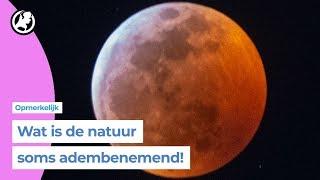 Genieten van de superbloedmaan