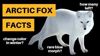 11 Arctic Fox Facts [Bizarre Habits Revealed]