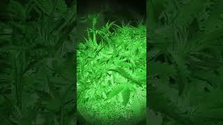  Grow cannabis 36 DAYS  MARIHUANA ツ   Марихуана , конопля 36 DAYS ツ   #SHORTS  ツ 