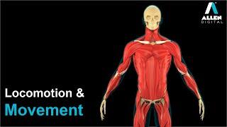 Skeletal System | Locomotion & Movement | Zoology | Biology | ALLEN Digital