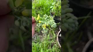Broccoli florets are actually unopened flower buds #gardentips #gardening #funfacts #growingfood