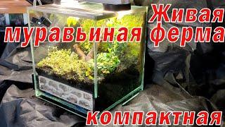 Живая муравьиная ферма компактная