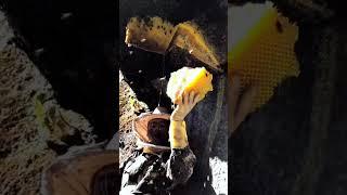 Amazing wild beehives, natural bees found on mountain walls. #beekeeping #mengly #animalhusbandry