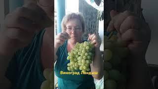 Мечта многих. Виноград Ландыш.