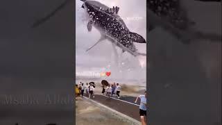 Masha Allah World Biggest Fish #fish #machli #islamic #viralvideo  #shorts