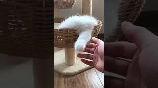 Cute and Funny Cats Compilation Video 