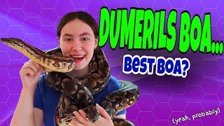 Dumerils Boa - Creature Feature!!