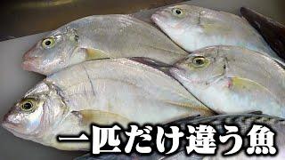 [Something is different] A mysterious horse mackerel? is mixed in with the flathead horse mackerel!