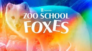 Zoo School: Fox Introduction Video