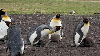 Falkland Islands & Bluff Cove 26 Feb 2019