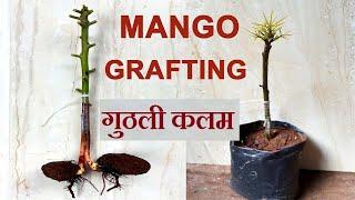 Double Stone Mango Grafting| गुठली कलम करने का आसान तरीका| आम का कलम