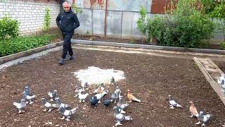 Голуби Сергея. г Благодарный. ЛЕНИНАКАНСКИЕ ГОЛУБИ. Pigeons of Sergei. Grateful. LENINAKSKY PIGEONS