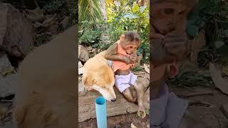 Monkeys and dogs #monkeychallenge #monkeysr #babymonkey #monkeydluffy #monkey #monkeyvideo #monkeys