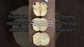 How long should you proof your sourdough loaves before refrigerating?