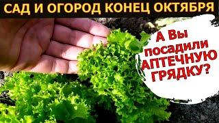 САД И ОГОРОД В КОНЦЕ ОКТЯБРЯ. Что посадить. Аптечная грядка