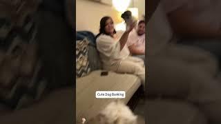Funny howling puppy#funny #dog #funnydog#cat #cats #for #foryou #fyp #foryoupage #funnyvideo #cute