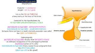 Pituitary Gland Physiological Anatomy. Chapter 76 part 1. Guyton and Hall Physiology.