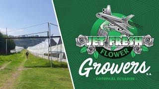 JFTV: Jet Fresh Flower Growers - Cotopaxi, Ecuador Farm Day 1