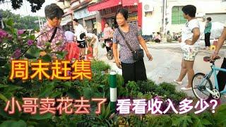 小哥赶集卖三角梅，看看一小时收入多少？