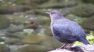 American Dipper #6