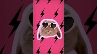 Bunny APT Version#brownbunny #bunnies #bunny #rabbit #bigbunny #apt #rose #brunomars #blackpink