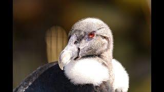 Largest flying bird in the world - ANDEAN CONDOR