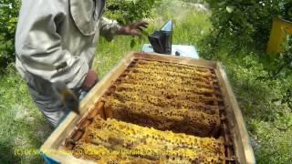 American & Ukrainian Beekeepers Look Inside Beehive of Vasyl Priyatelenko