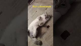 кот с больными лапками