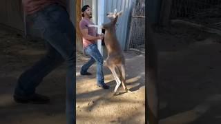 human vs kangaroo #tiktok