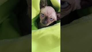 Что делает Лысая кошка Канадский Сфинкс Эльф когда холодно Sphynx cat